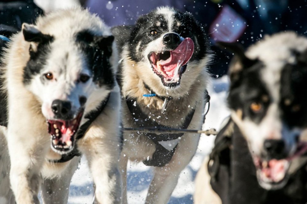 Щорічні перегони на собачих упряжках & laquo; Iditarod Trail Dog Race 2014 & raquo;