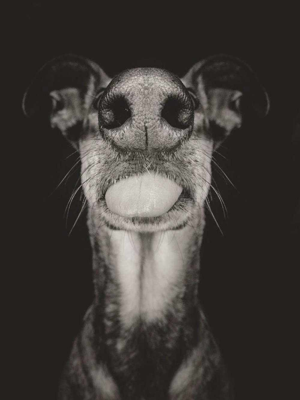 Playful dog portraits