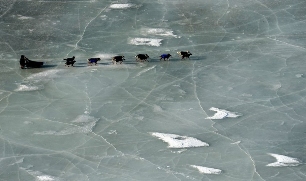 Ежегодные гонки на собачьих упряжках «Iditarod Trail Dog Race 2014»