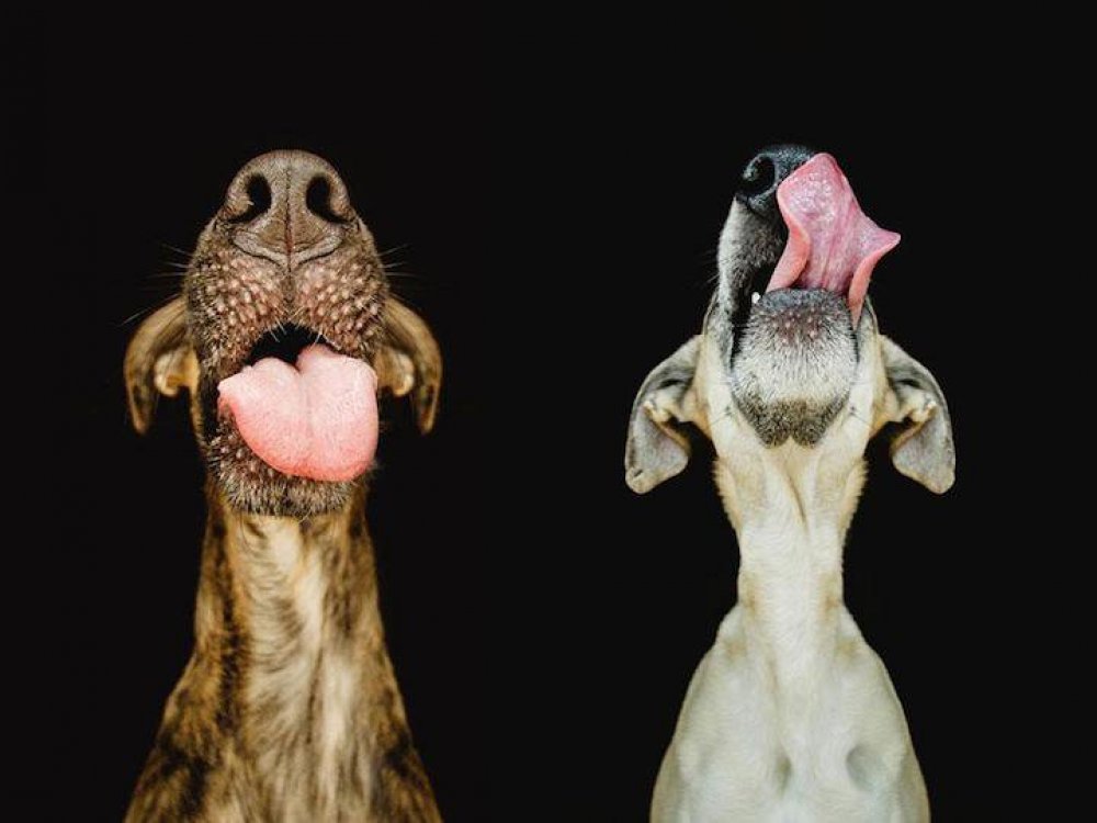 Playful dog portraits