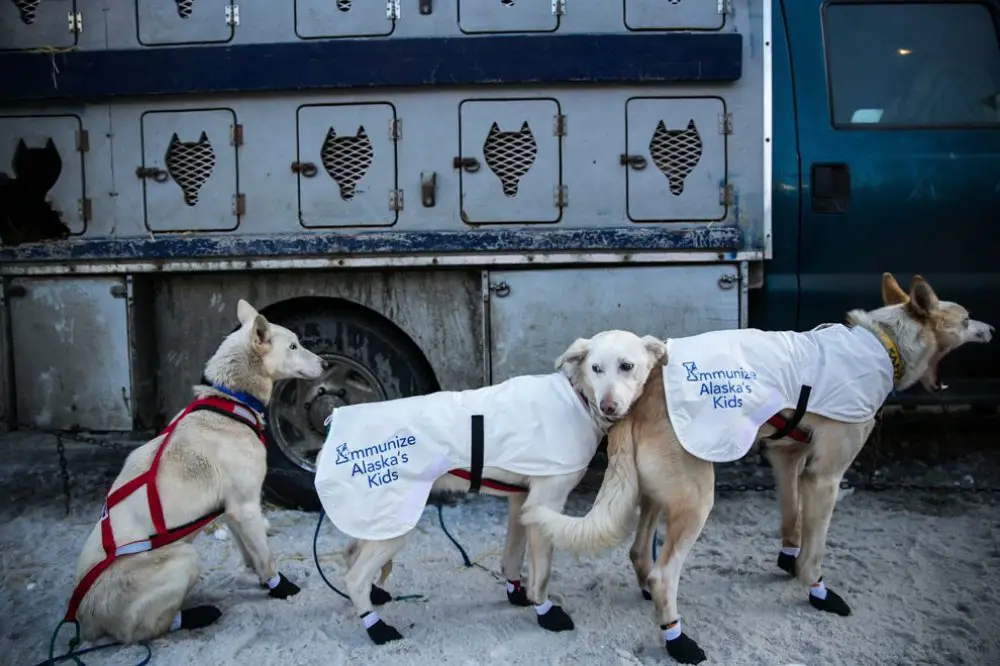 Ежегодные гонки на собачьих упряжках «Iditarod Trail Dog Race 2014»