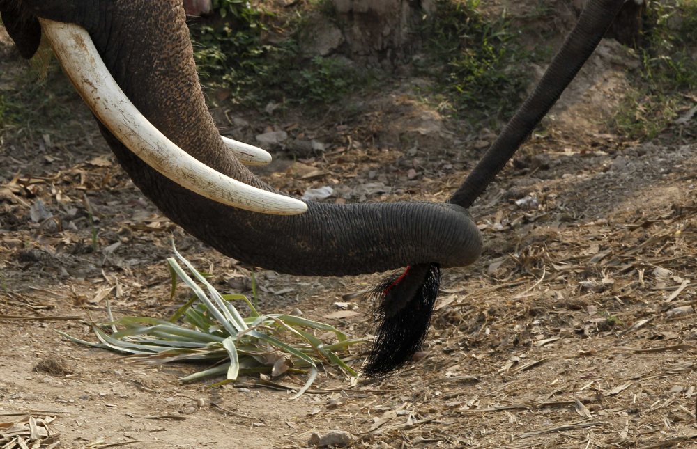 Elephant Day in Thailand