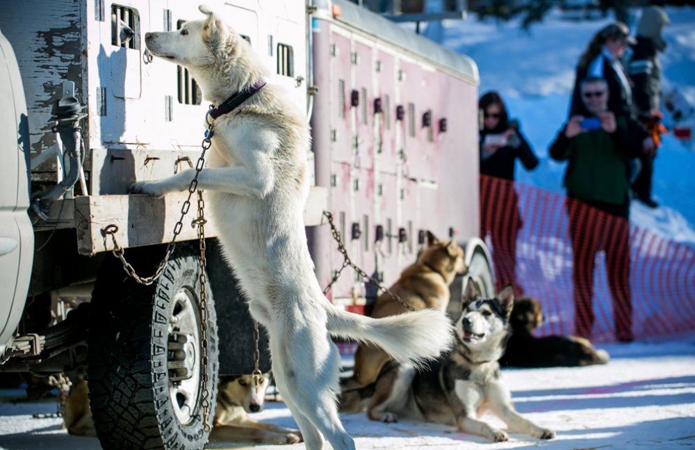 Ежегодные гонки на собачьих упряжках «Iditarod Trail Dog Race 2014»