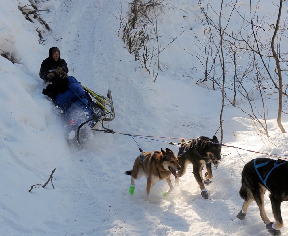 Щорічні перегони на собачих упряжках & laquo; Iditarod Trail Dog Race 2014 & raquo;