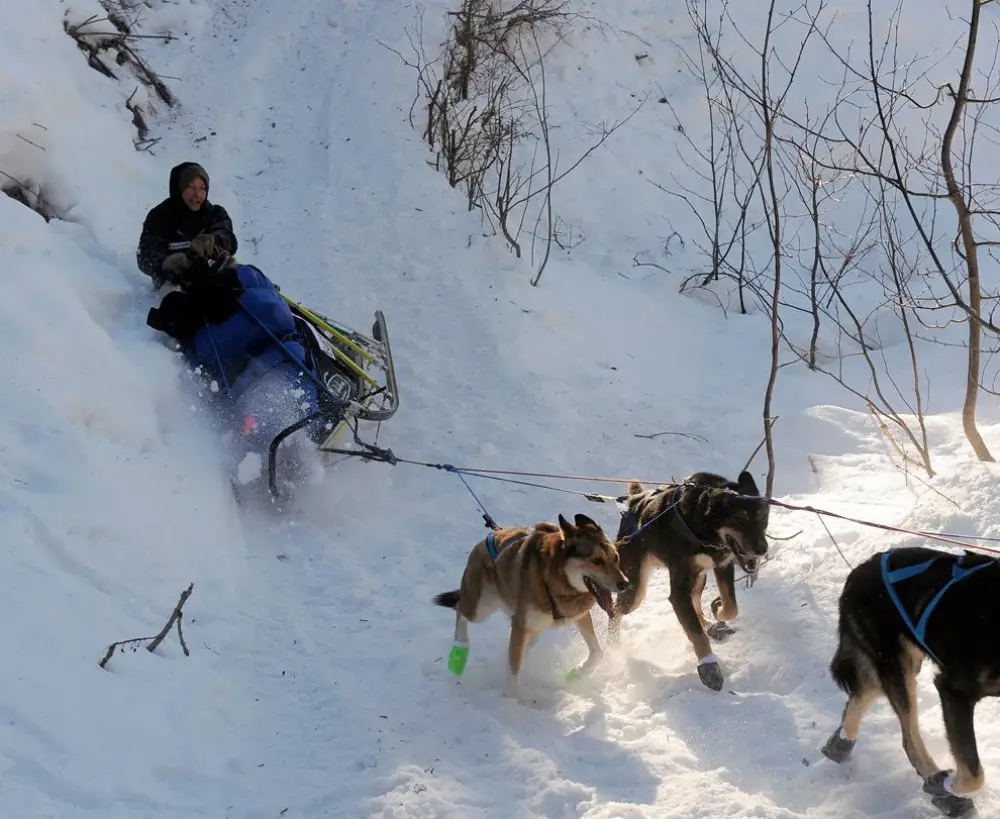 Ежегодные гонки на собачьих упряжках «Iditarod Trail Dog Race 2014»