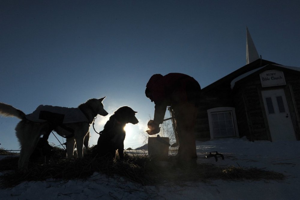 Ежегодные гонки на собачьих упряжках «Iditarod Trail Dog Race 2014»