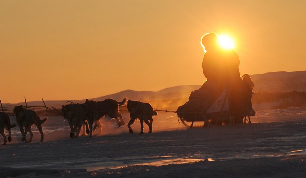 Щорічні перегони на собачих упряжках & laquo; Iditarod Trail Dog Race 2014 & raquo;