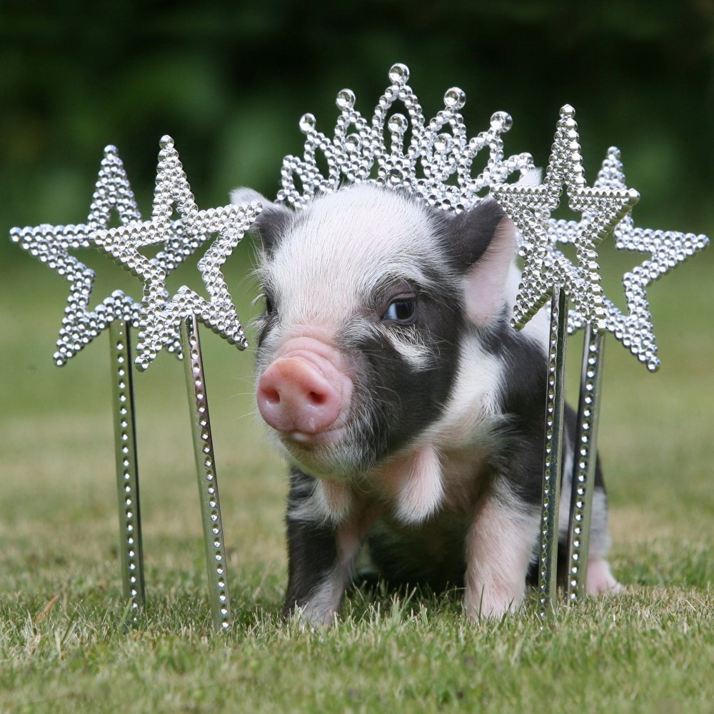 Micro-pigs from the UK