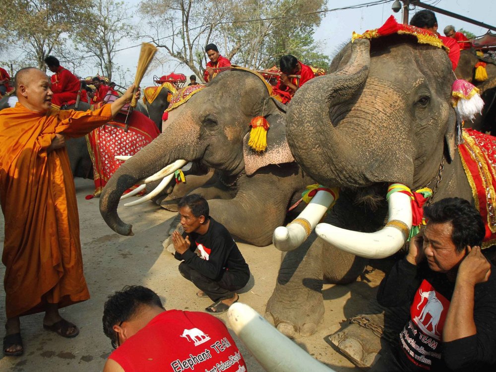 Elephant Day in Thailand