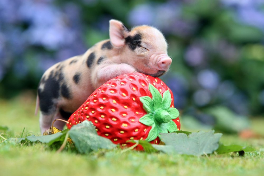 Micro-pigs from the UK