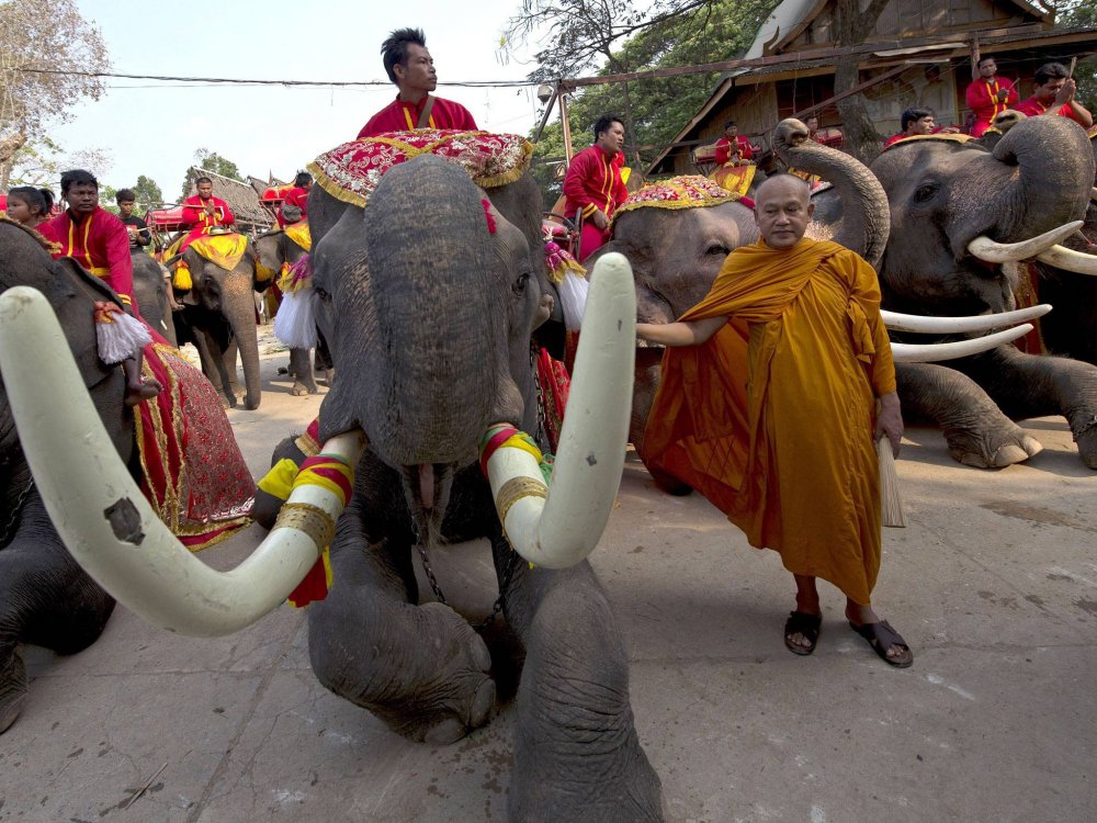 День слона в Таїланді