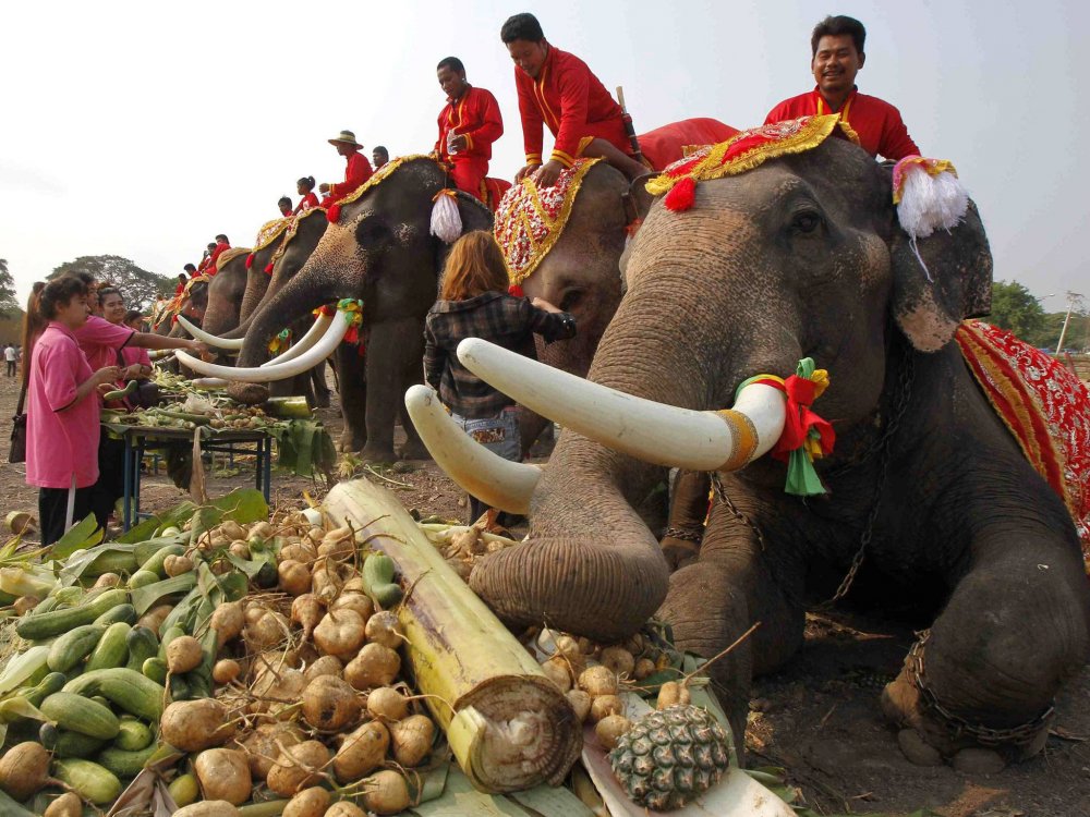 Elephant Day in Thailand