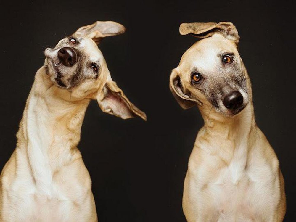 Грайливі собачі портрети