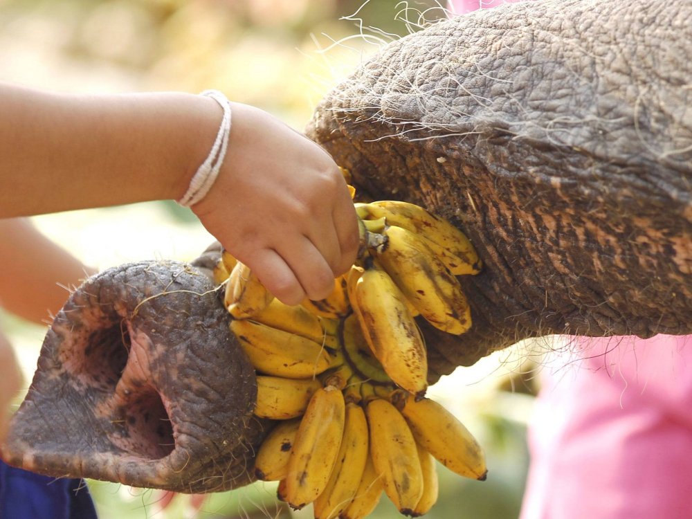 Elephant Day in Thailand