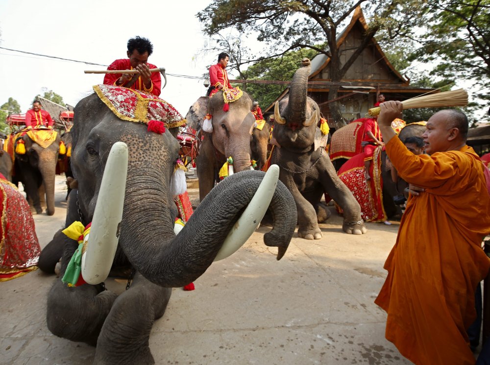 Elephant Day in Thailand