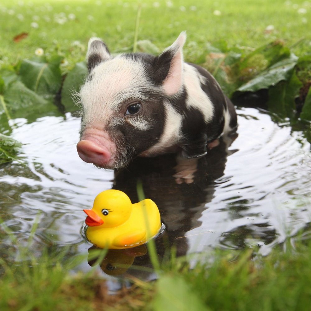 micro-pigs from the UK