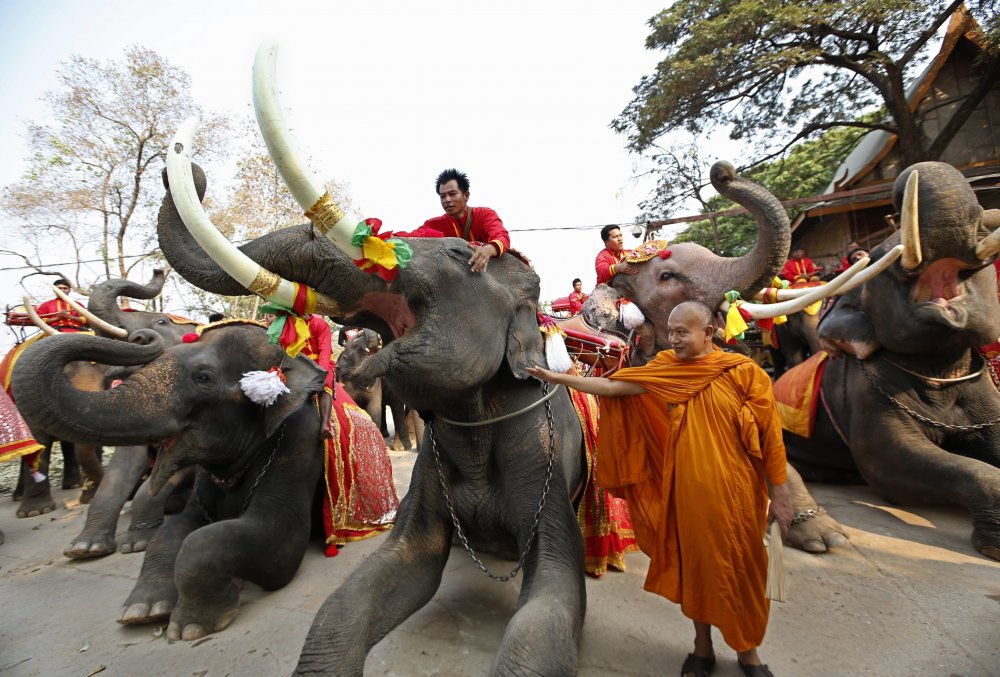 Elephant Day in Thailand