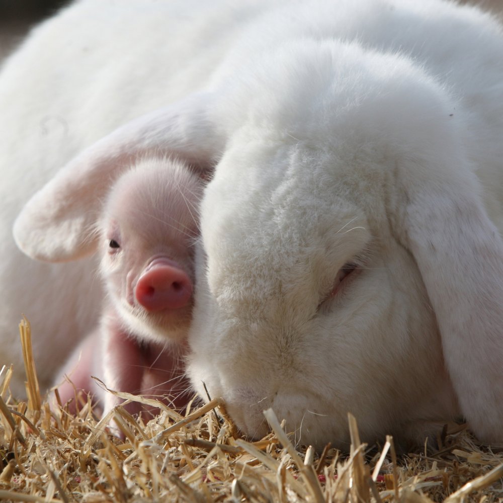 Micro-pigs from the UK