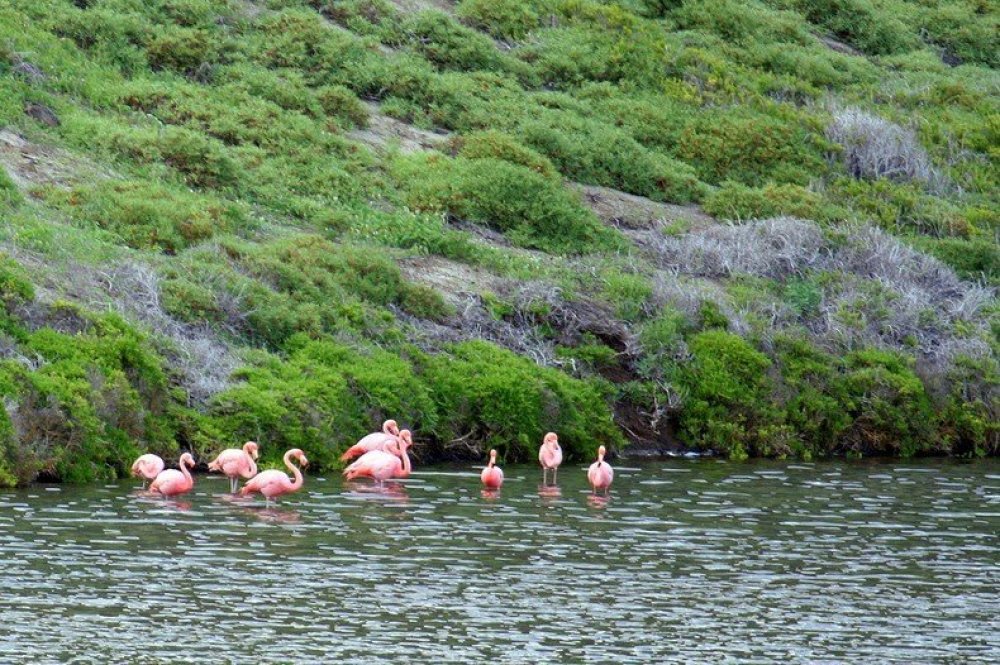 Bainbridge Rokas is an unusual island with a crater in the Galapagos archipelago