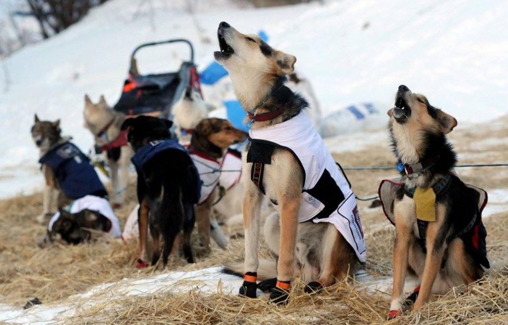 Ежегодные гонки на собачьих упряжках «Iditarod Trail Dog Race 2014»