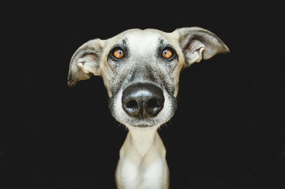 Playful dog portraits