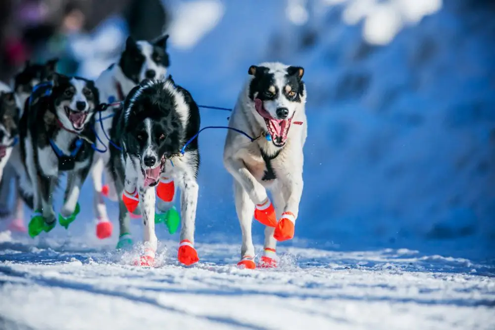 Ежегодные гонки на собачьих упряжках «Iditarod Trail Dog Race 2014»