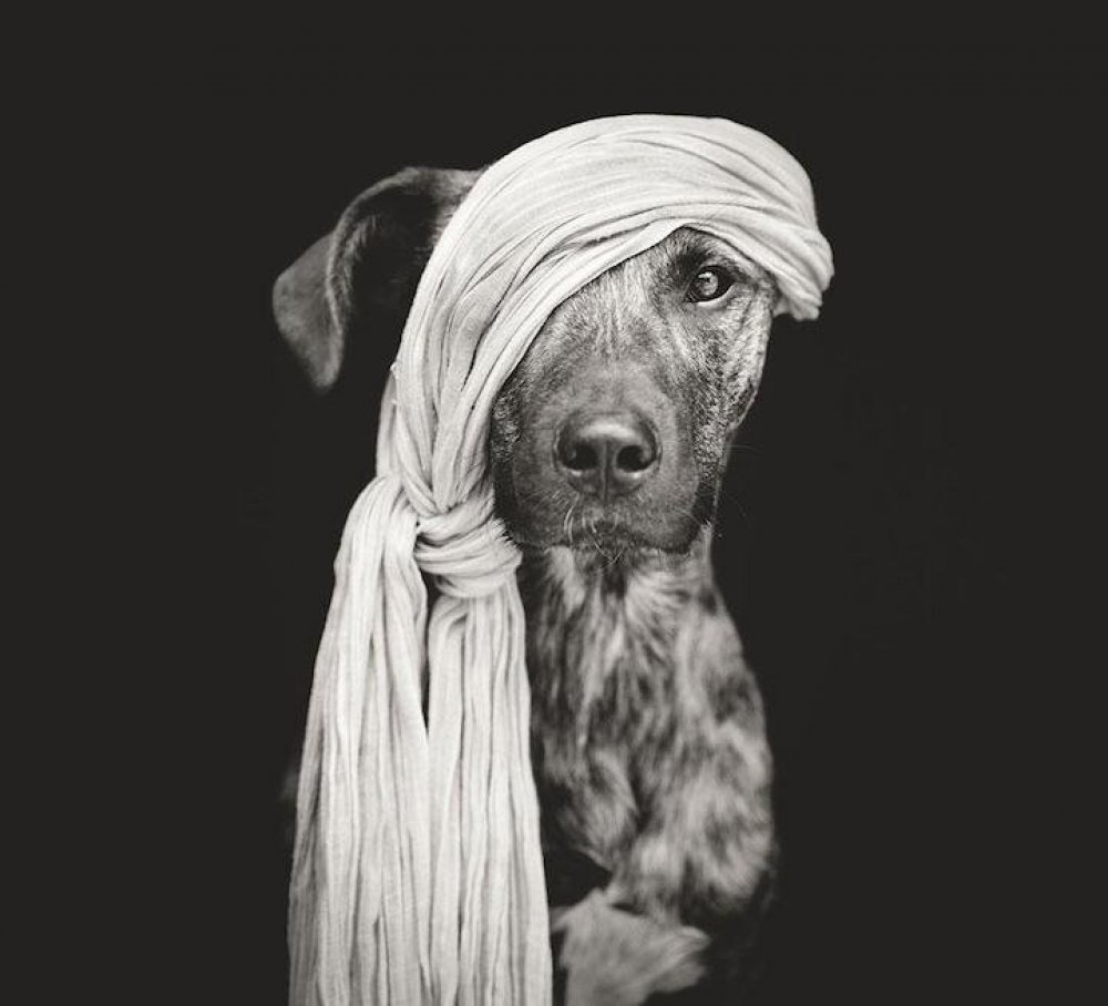 Playful dog portraits