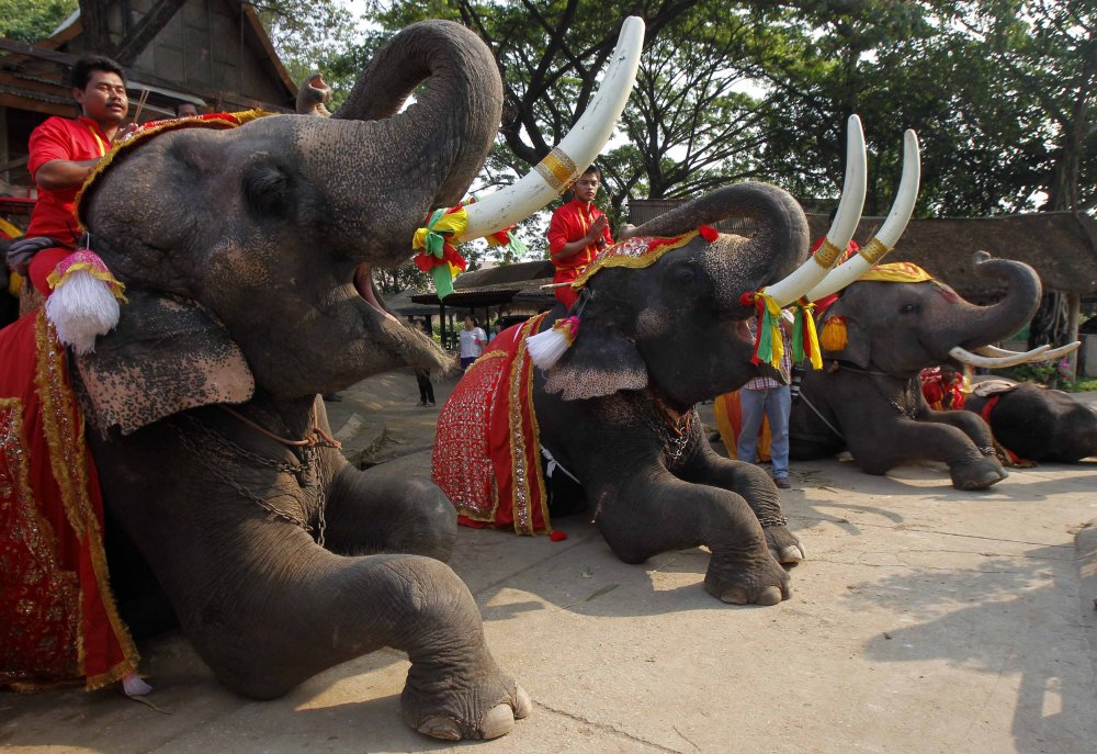 Elephant Day in Thailand