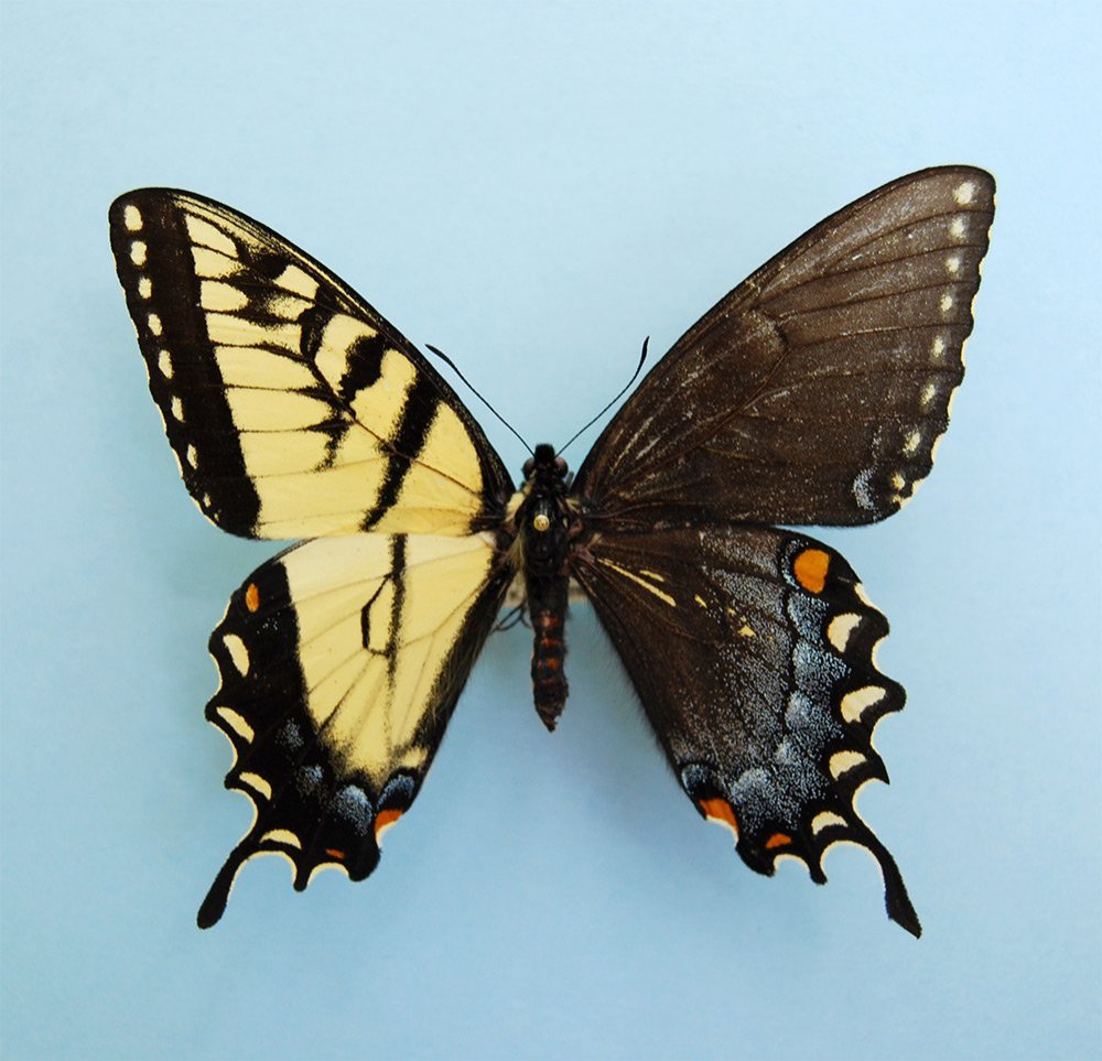 Gynandromorphism in Butterflies