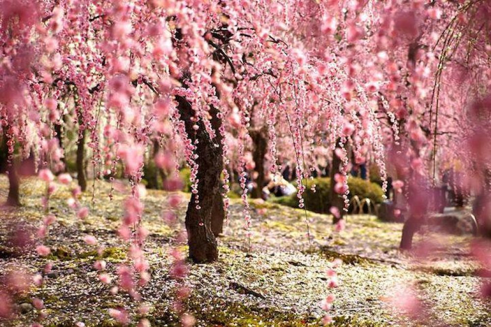 Japan, Spring, Sakura