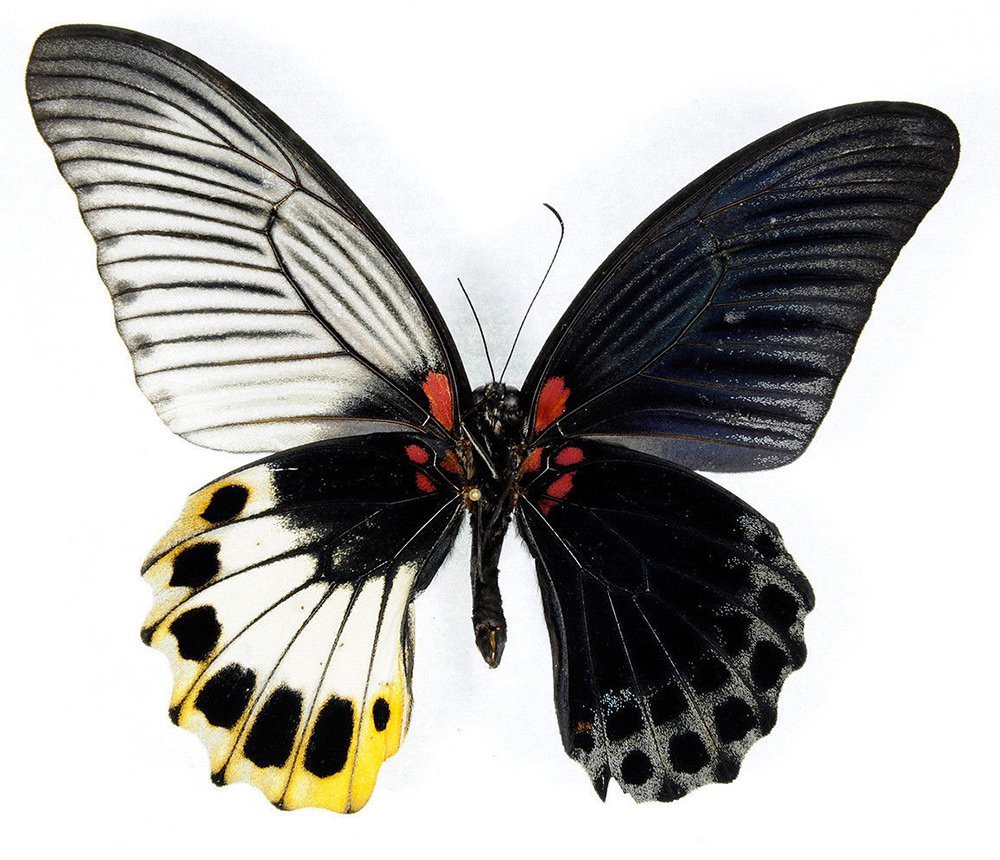 Гинандроморфізм у метеликів