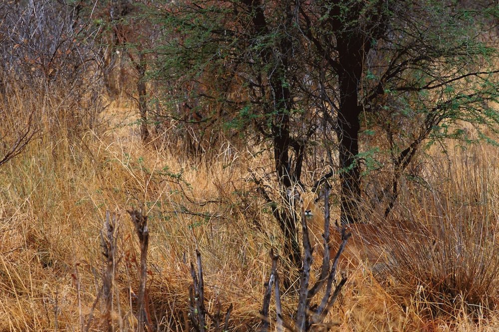 Photograph of disguised animals