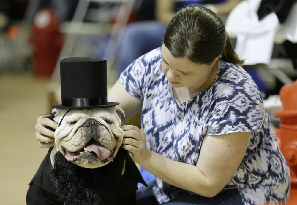 Конкурс красоты «Drake Relays Beautiful Bulldog 2014»