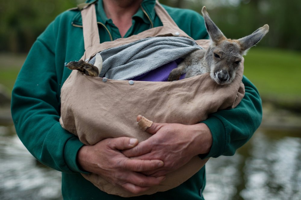 Animals in the news: a gorilla record holder, moving a flamingo and an alpaco-passenger