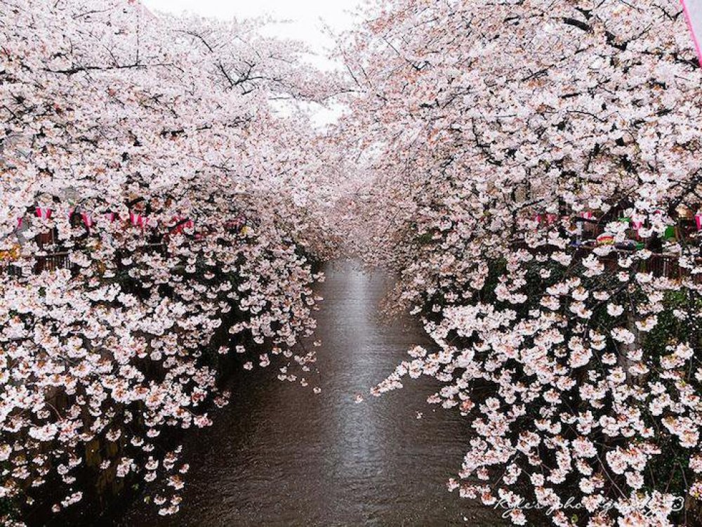Япония, весна, сакура