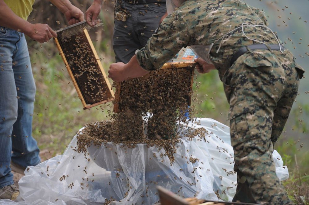 The costume of bees at 45 kilos