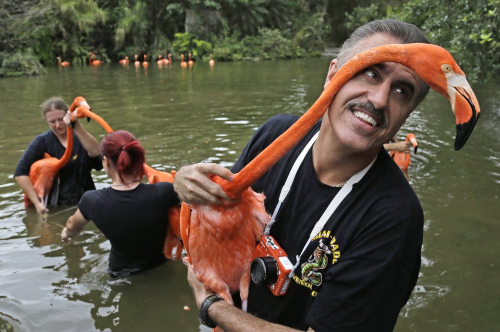 Animals in the news: a gorilla record holder, moving a flamingo and an alpaco-passenger