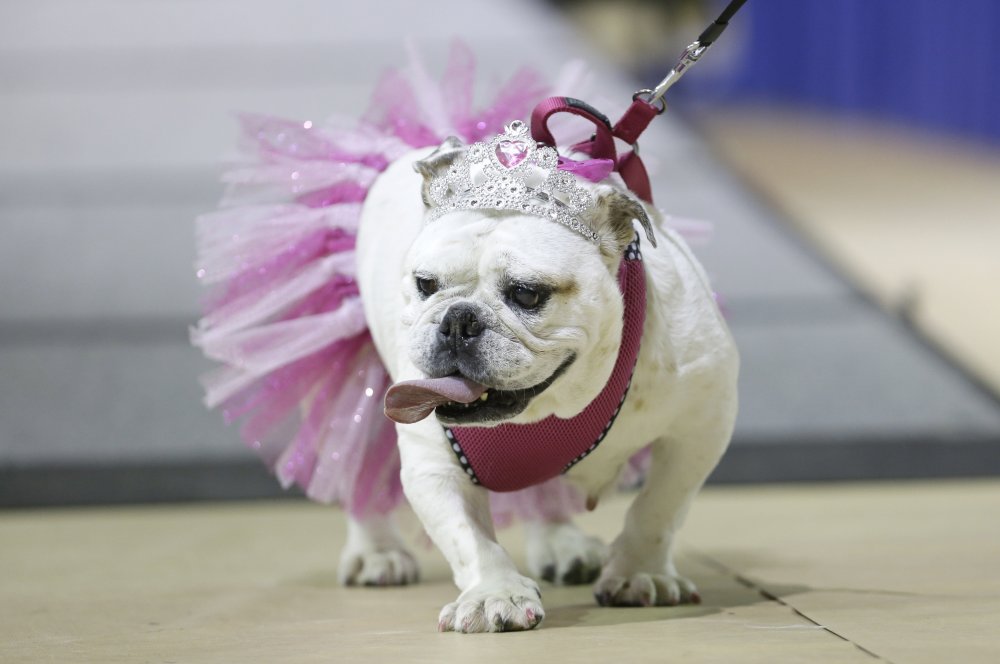 Конкурс красоты «Drake Relays Beautiful Bulldog 2014»