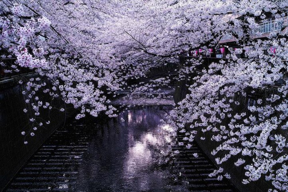 Japan, Spring, Sakura