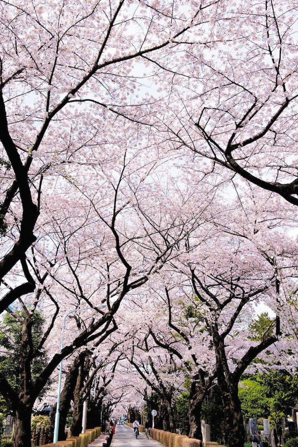 Japan, Spring, Sakura