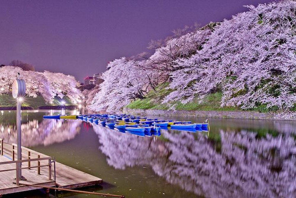 Japan, Spring, Sakura