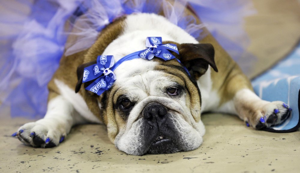 Конкурс краси & laquo; Drake Relays Beautiful Bulldog 2014 & raquo;