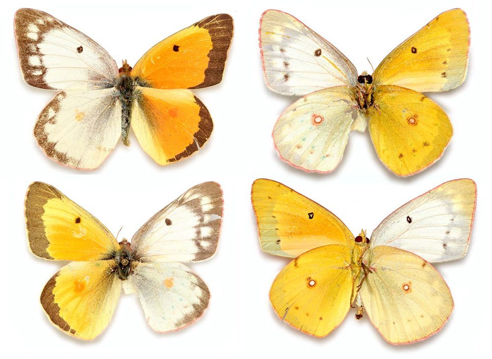 Гинандроморфізм у метеликів