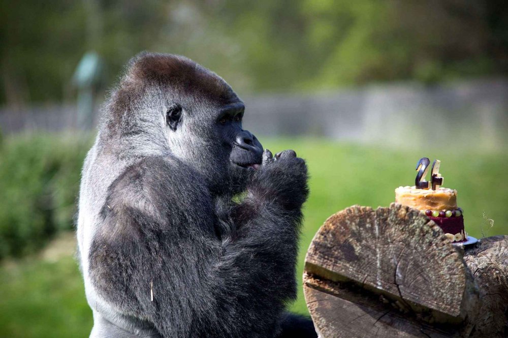 Animals in the news: a gorilla record holder, moving a flamingo and an alpaco-passenger