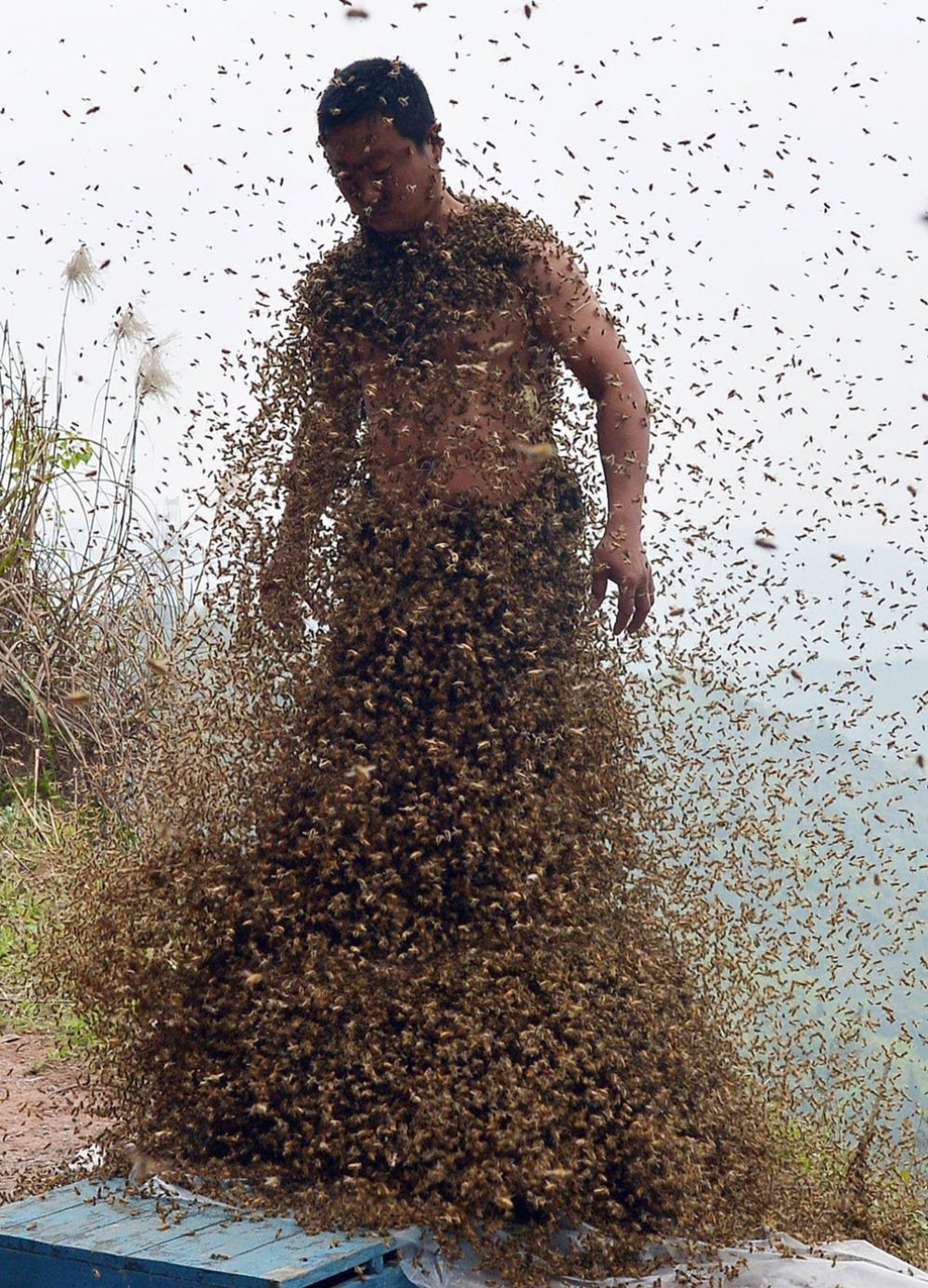 The costume of bees at 45 kilos