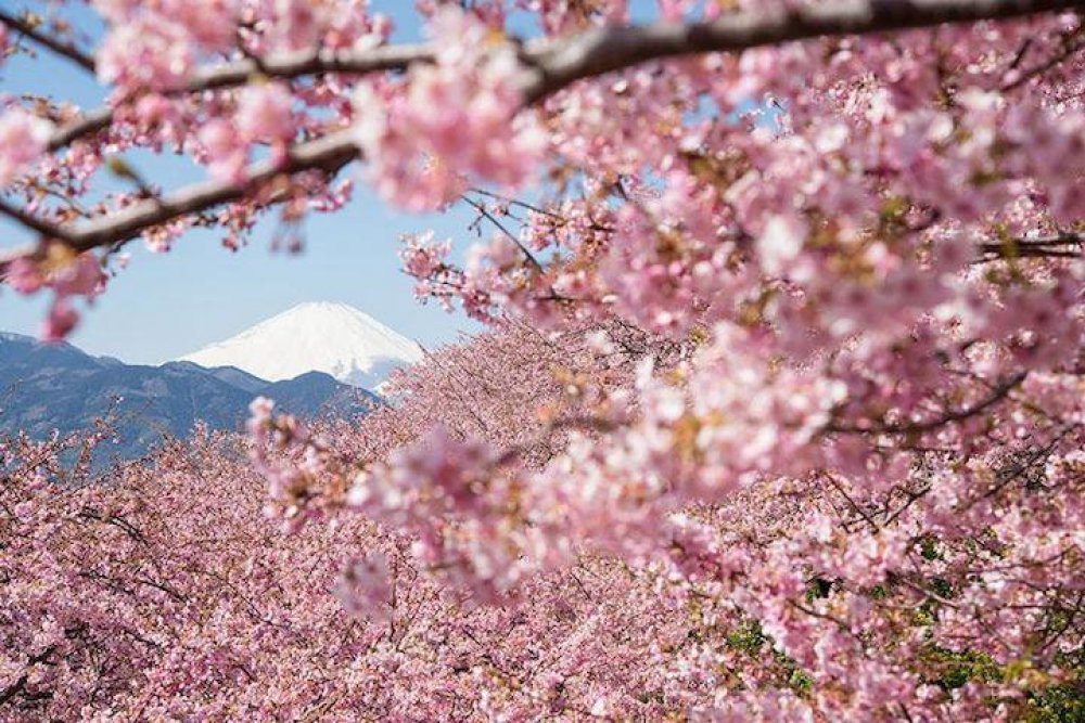 Японія, весна, сакура
