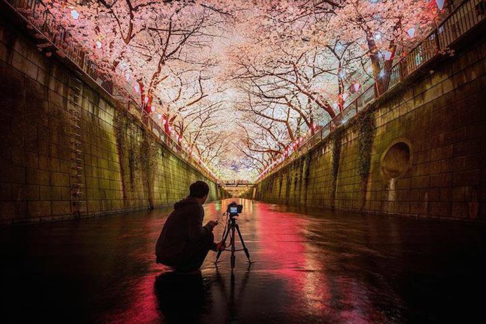 Japan, Spring, Sakura