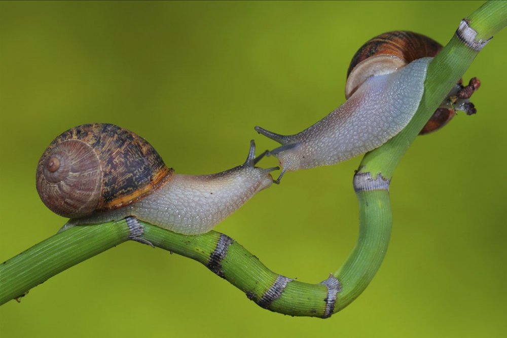 Все финалисты фотоконкурса от «Smithsonian Magazine»