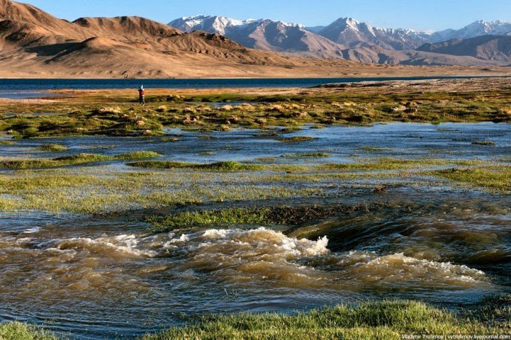 Black Lake Karakul