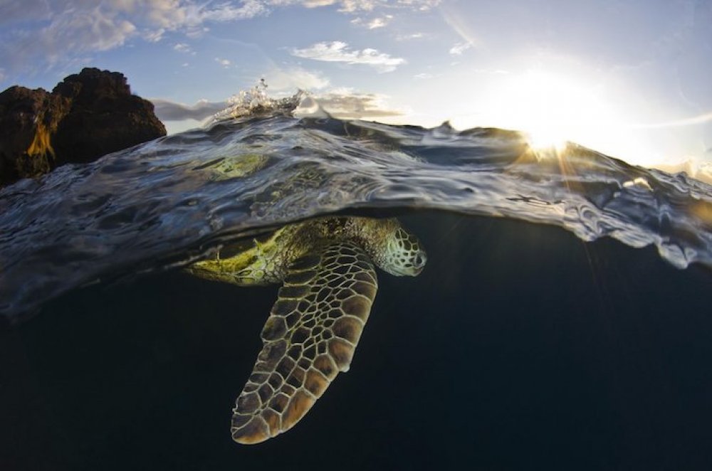 Все финалисты фотоконкурса от «Smithsonian Magazine»